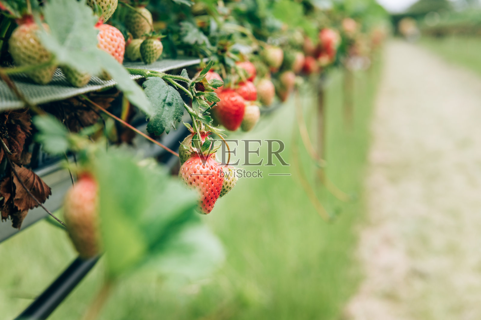 在农场采摘草莓照片摄影图片