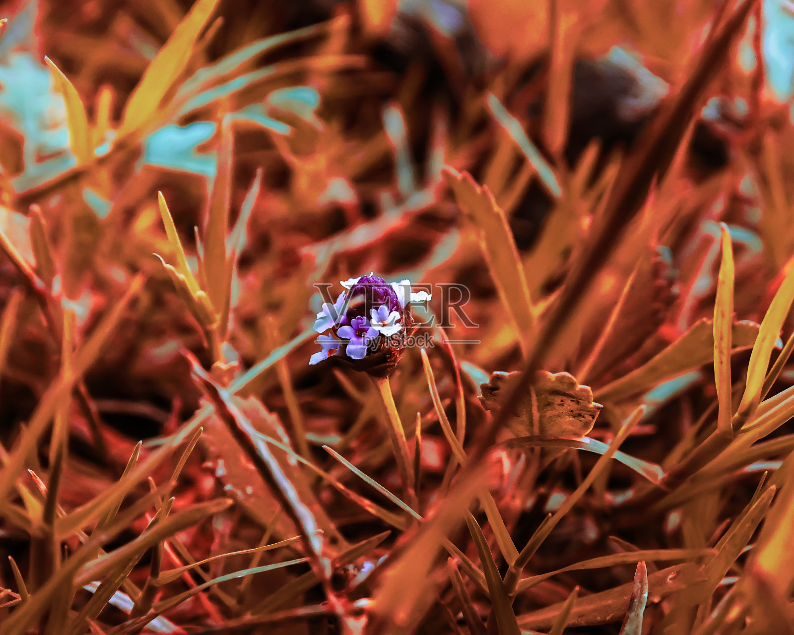 野花1照片摄影图片