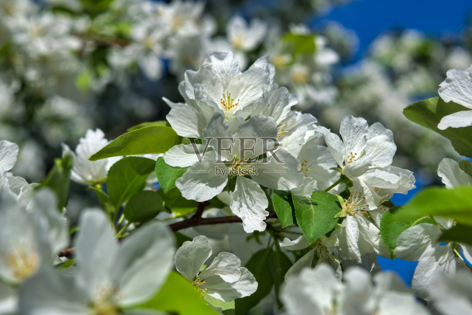 盛开的树枝的野生苹果树与大的白色花在一个模糊的背景。照片摄影图片