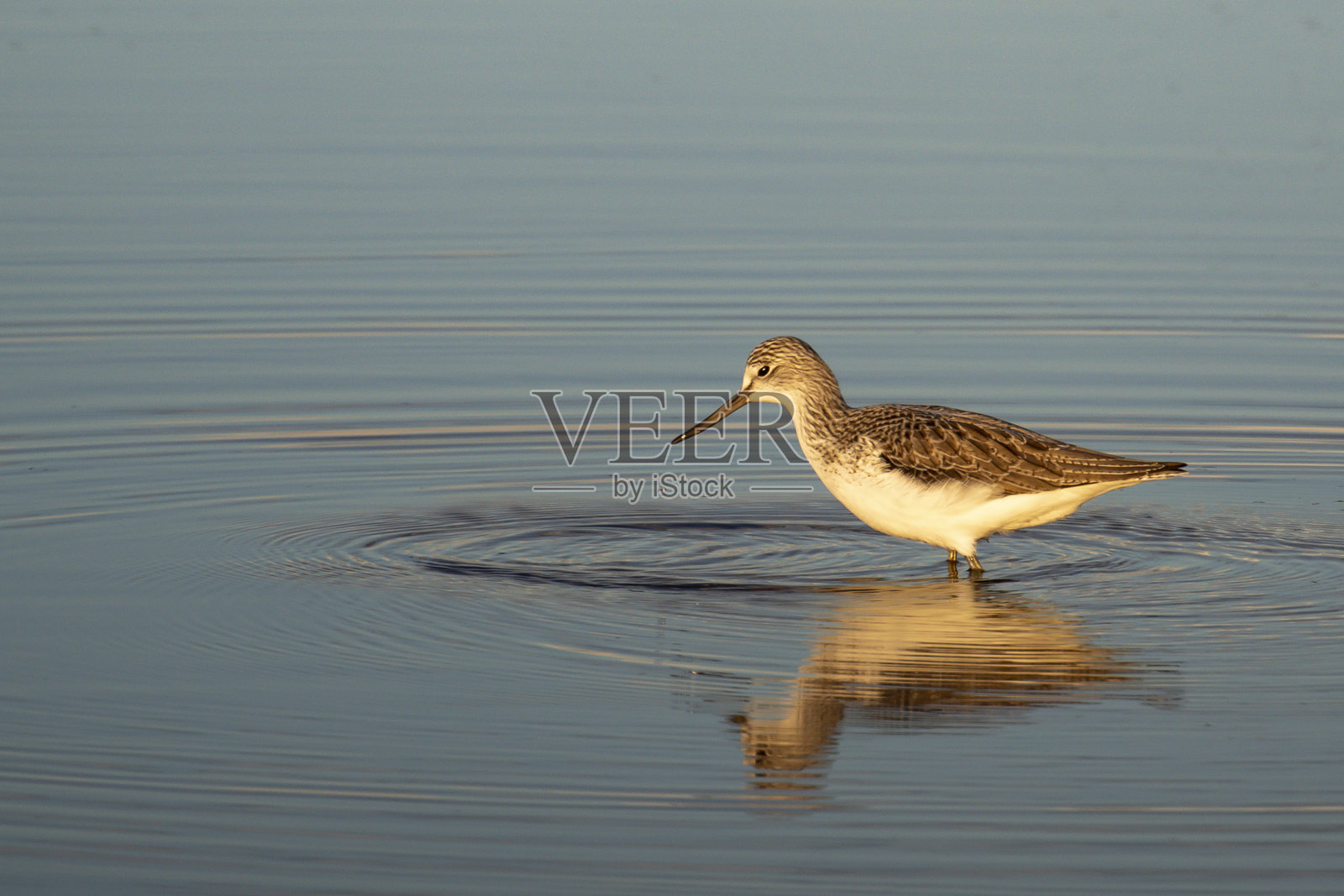 日落时清澈的archibebe照片摄影图片
