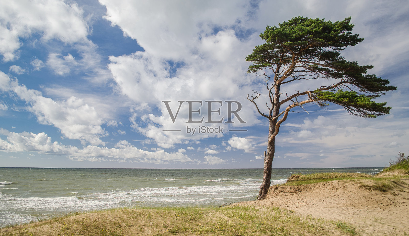 拉脱维亚斯塔德森海滩上的松树照片摄影图片