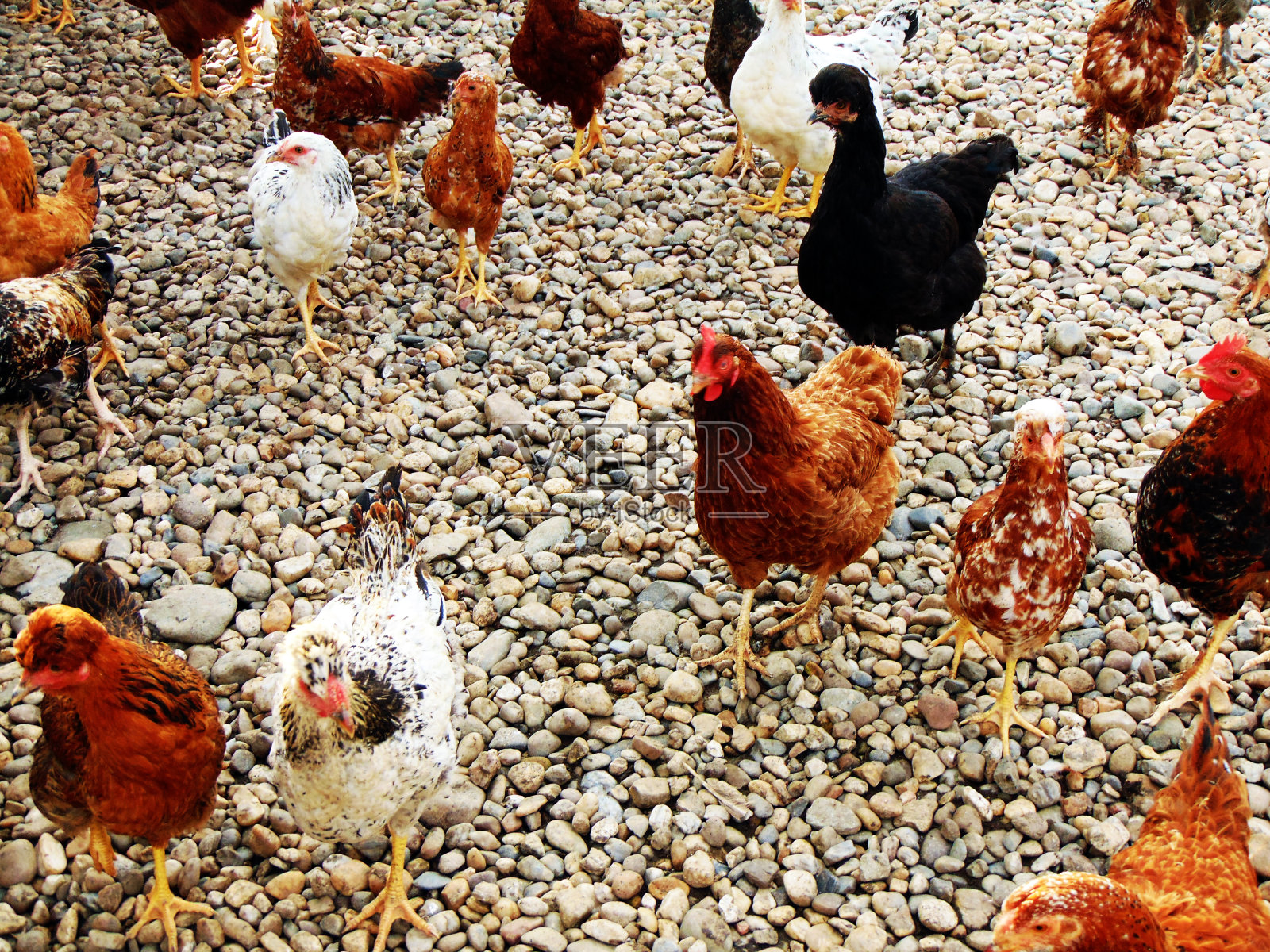 马拉穆雷斯农场的鸡照片摄影图片