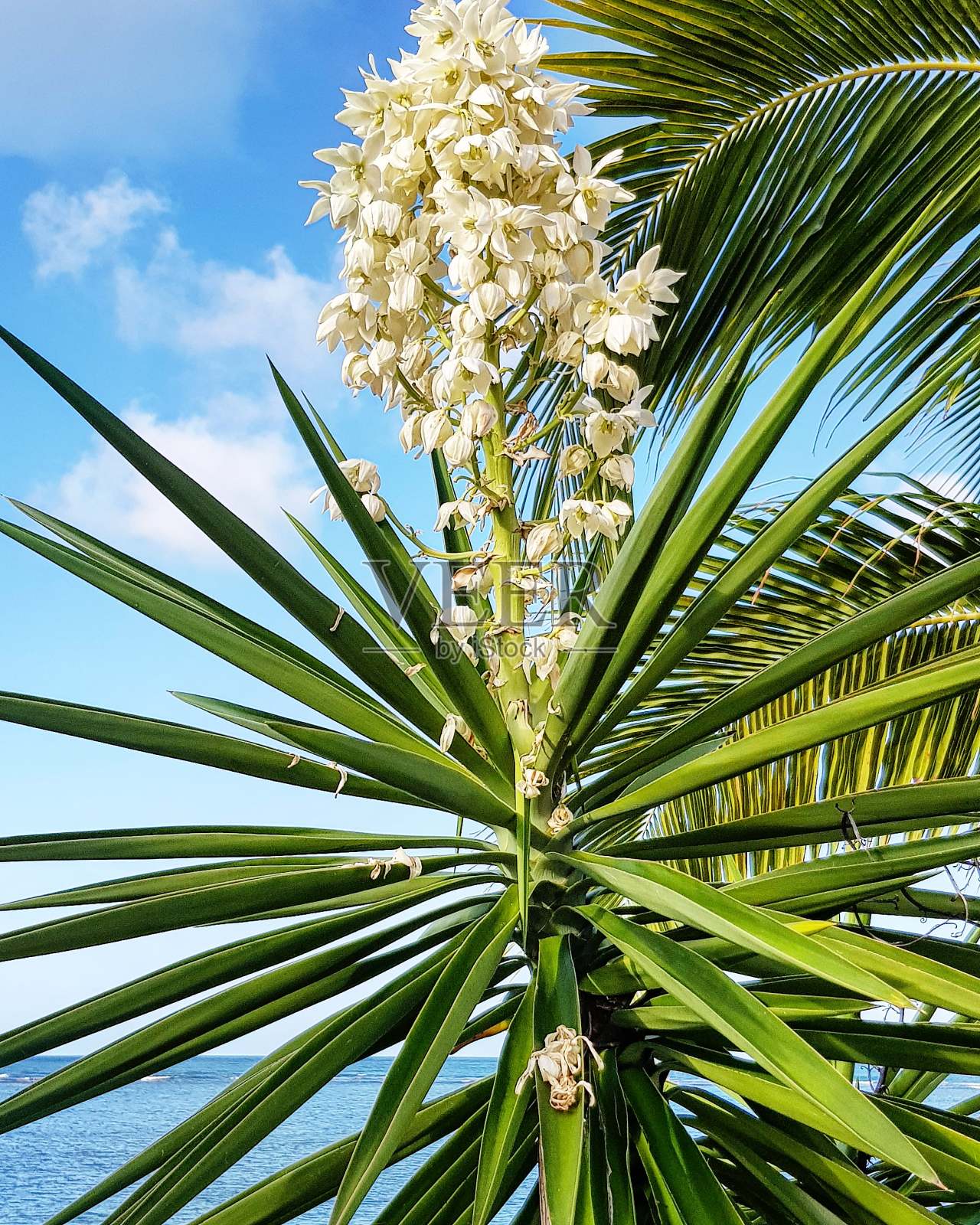 花照片摄影图片