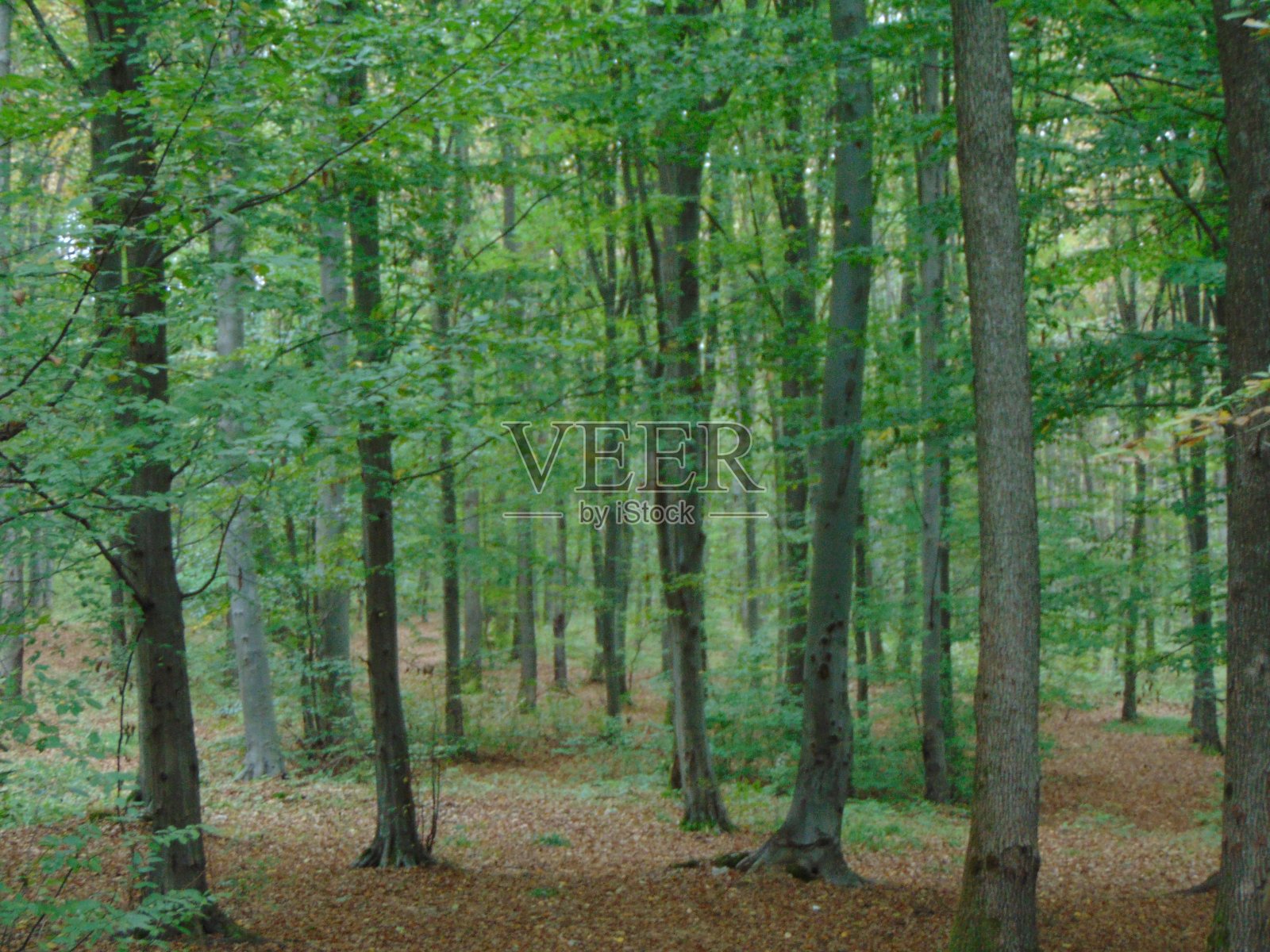 森林在夏末照片摄影图片