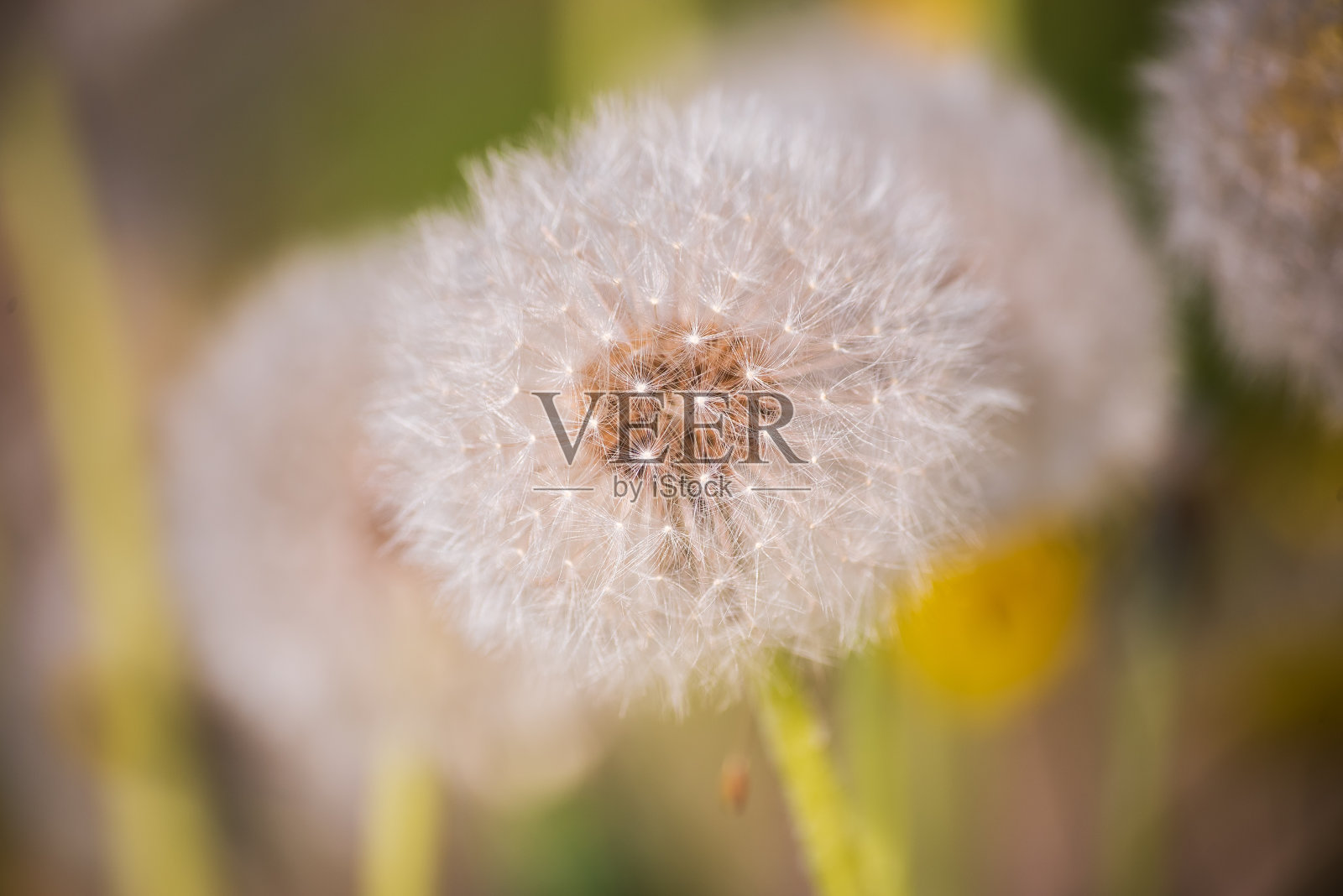 阳光明媚的夜晚，白色蓬松的蒲公英照片摄影图片