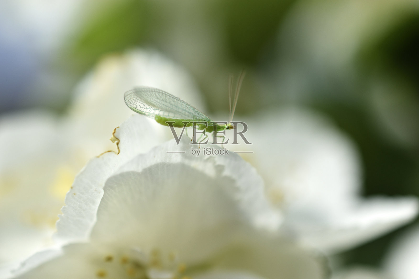 普通的金眼(拉丁语Chrysoperla carnea)是金眼的一种照片摄影图片