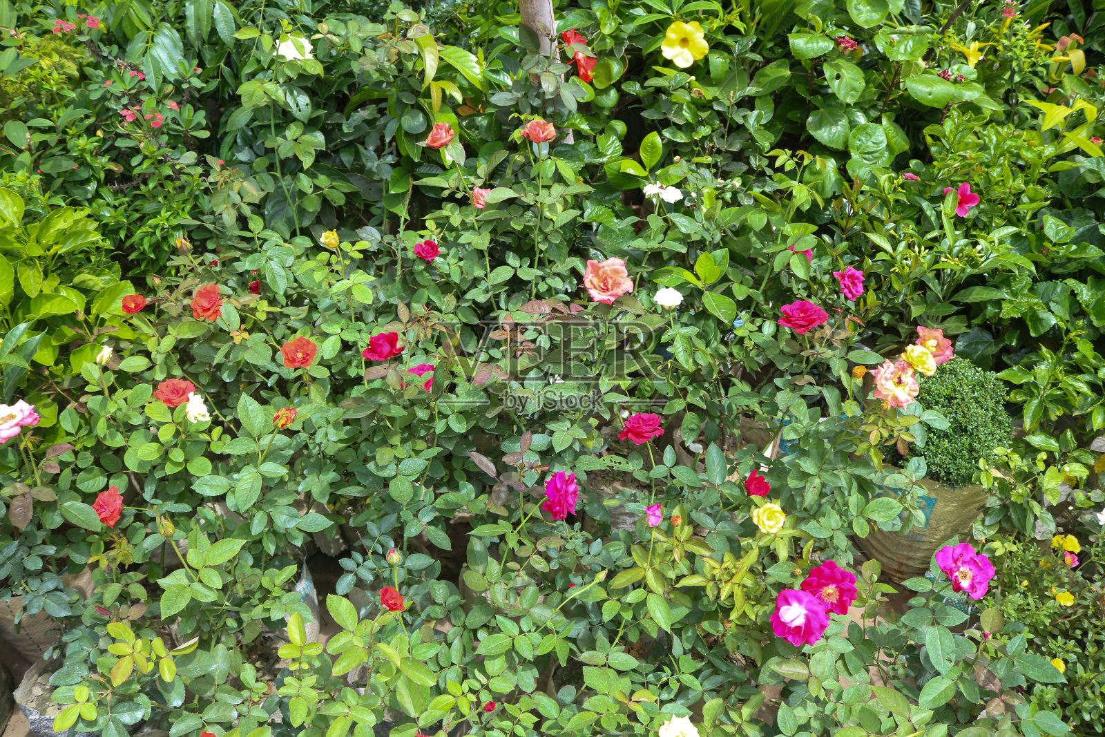 美丽的自然和新鲜的绿叶背景照片摄影图片