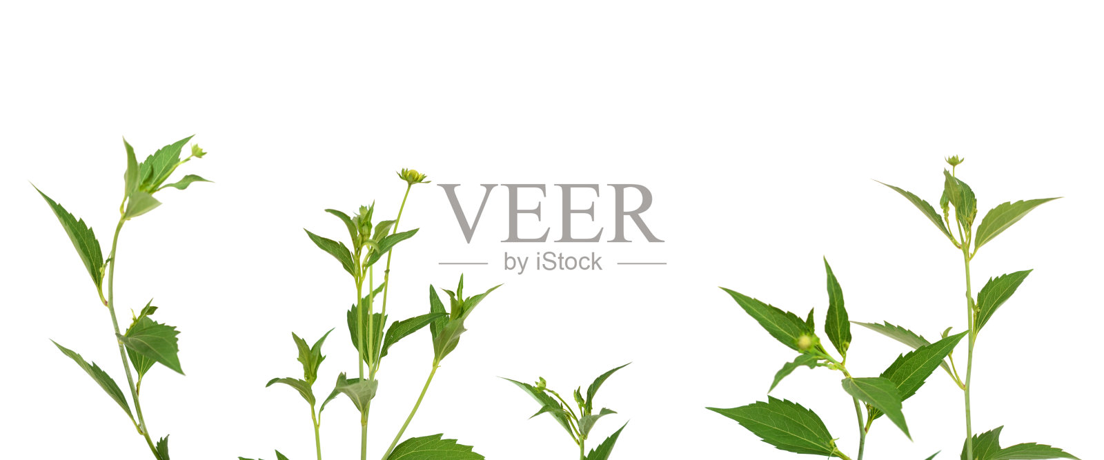 一个孤立的rudbeckia花分枝上白色照片摄影图片