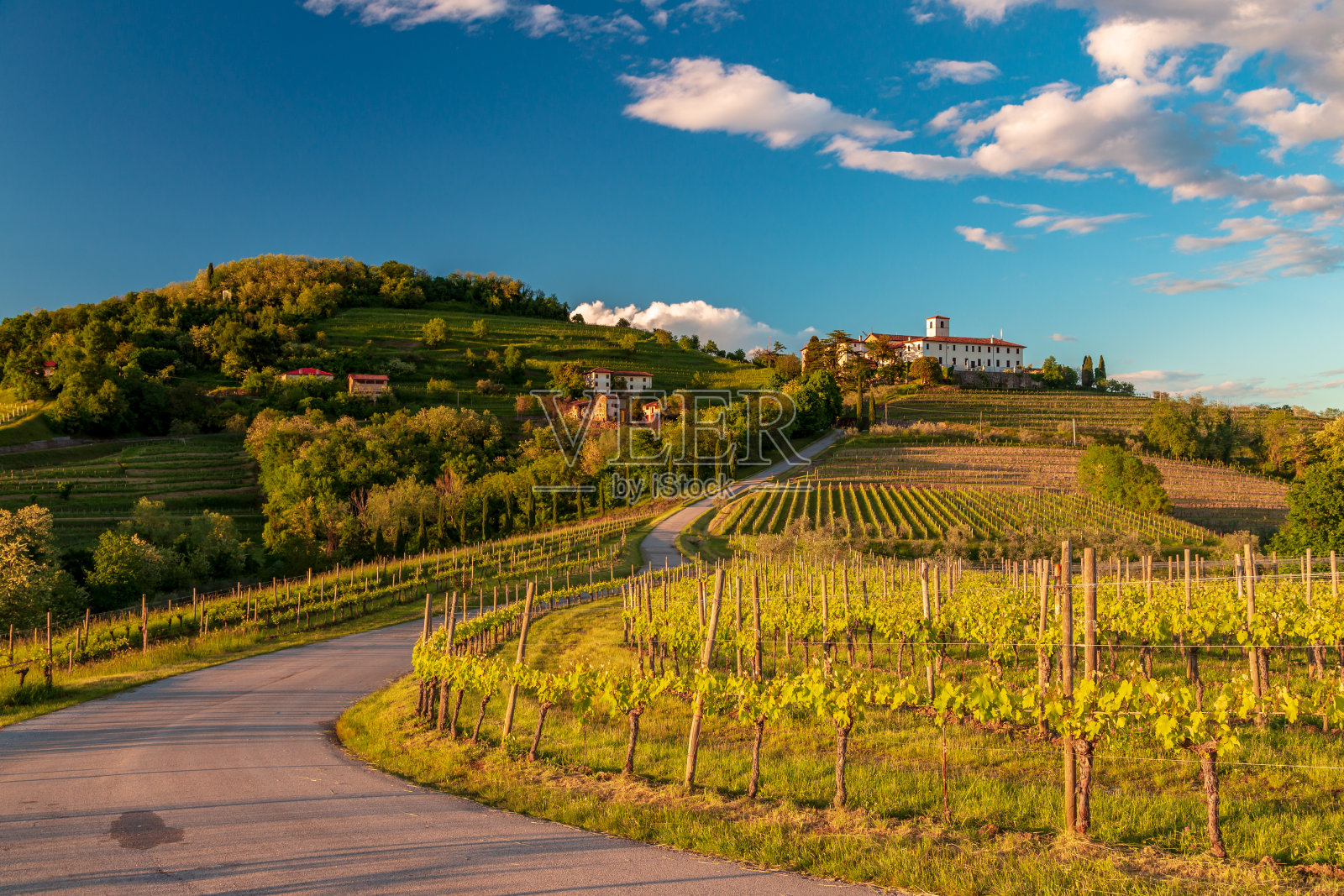 罗萨佐葡萄园里的春日落日照片摄影图片