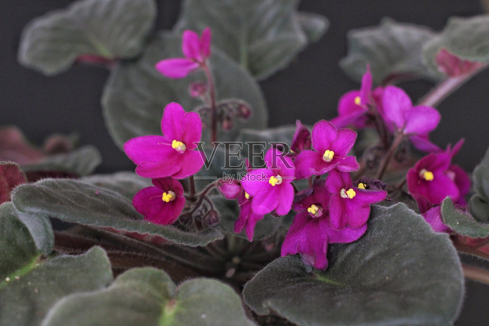 花和自然照片摄影图片