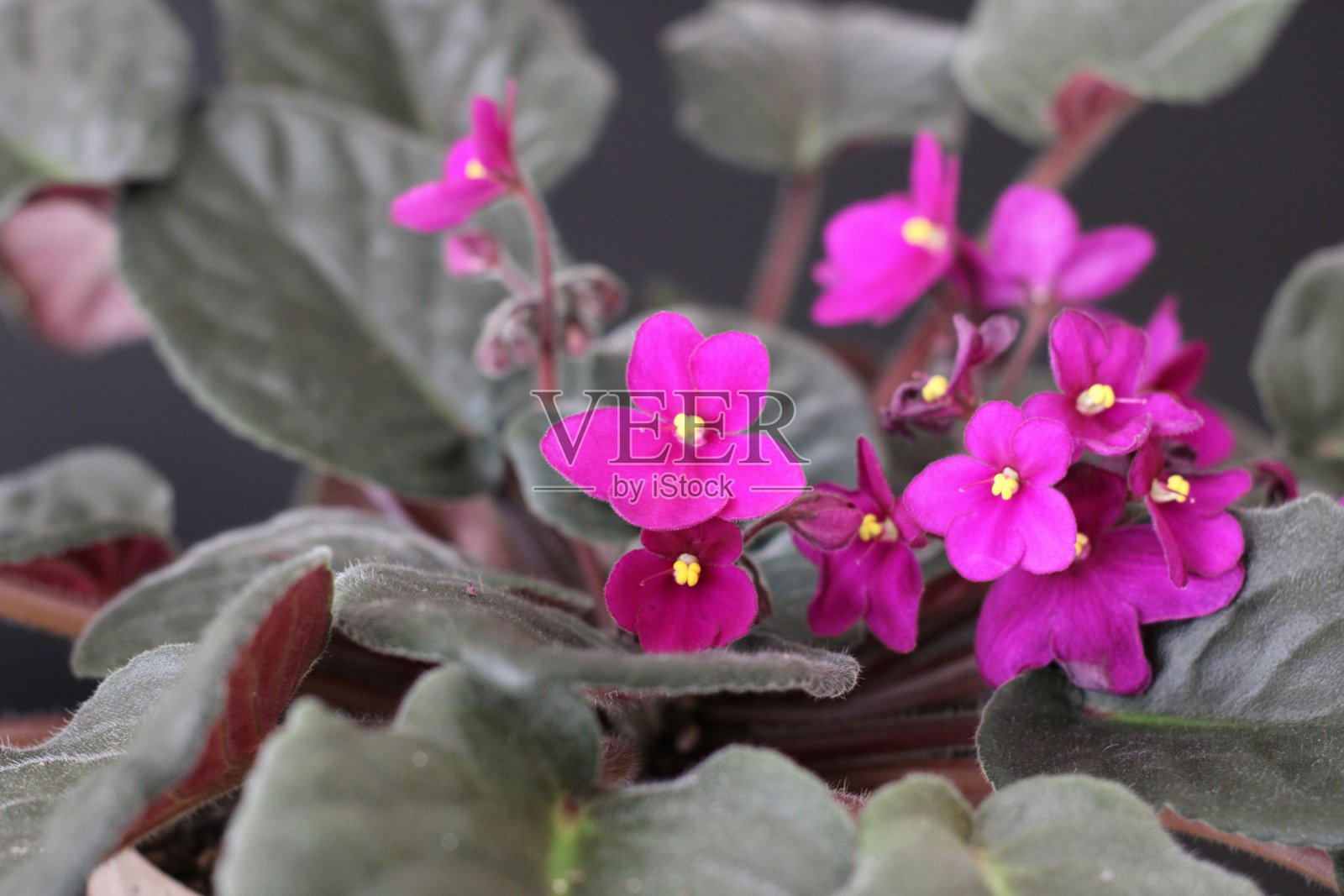 花和自然照片摄影图片