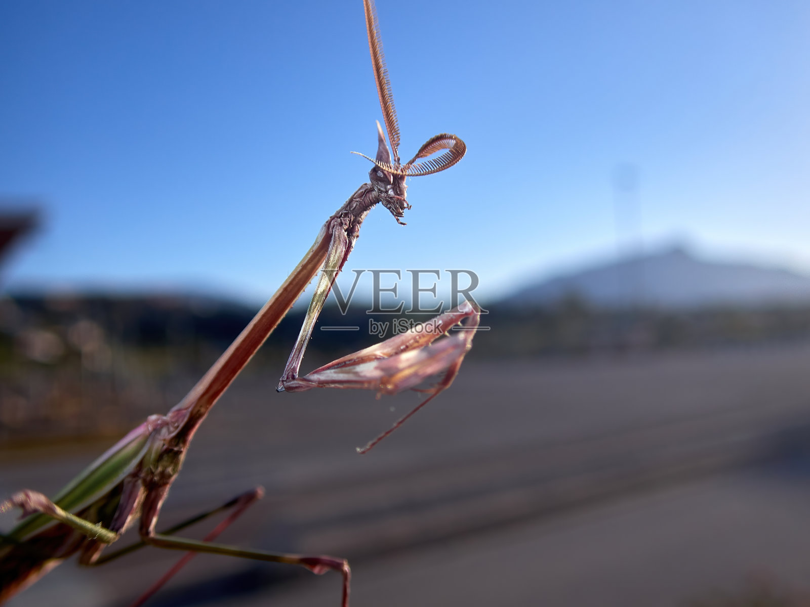 日出时，一只优雅的昆虫在草地上一朵黄花上等待猎物照片摄影图片