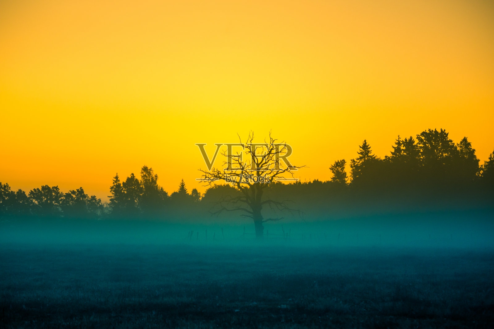 在雾蒙蒙的晨曦中，远处一棵光秃秃的树的剪影。照片摄影图片