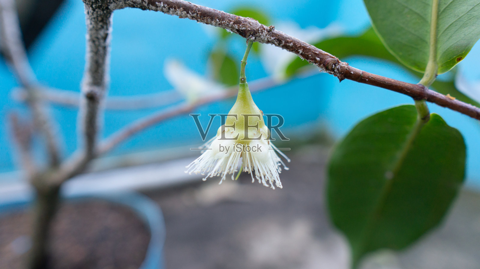 年轻的玫瑰苹果开着美丽的白花，生长在花盆里。在印度尼西亚，玫瑰苹果被称为“jambu air”。照片摄影图片