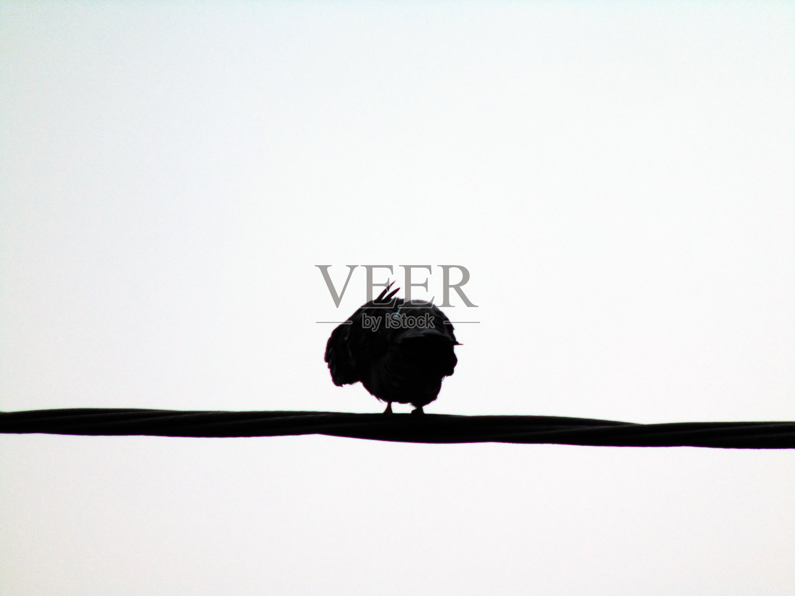 一只挂在电线上的鸽子照片摄影图片