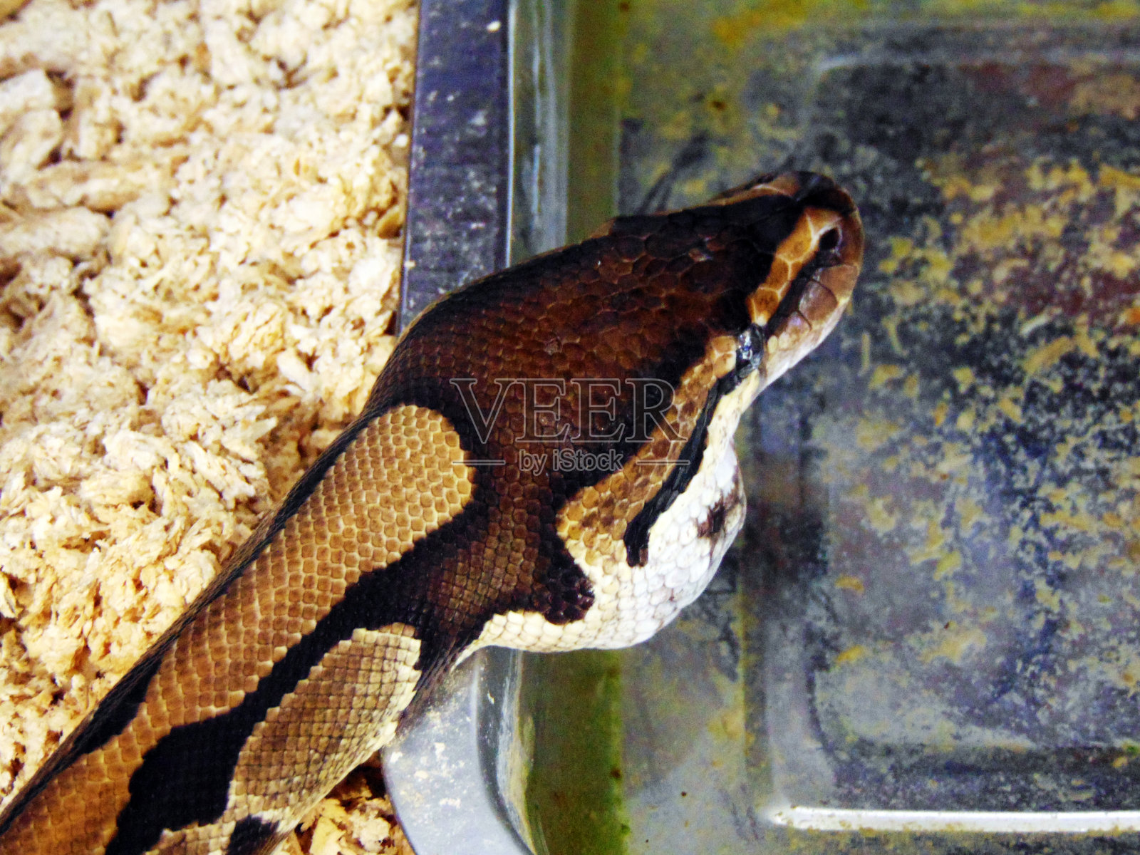 笼中的蛇-爬行动物照片摄影图片