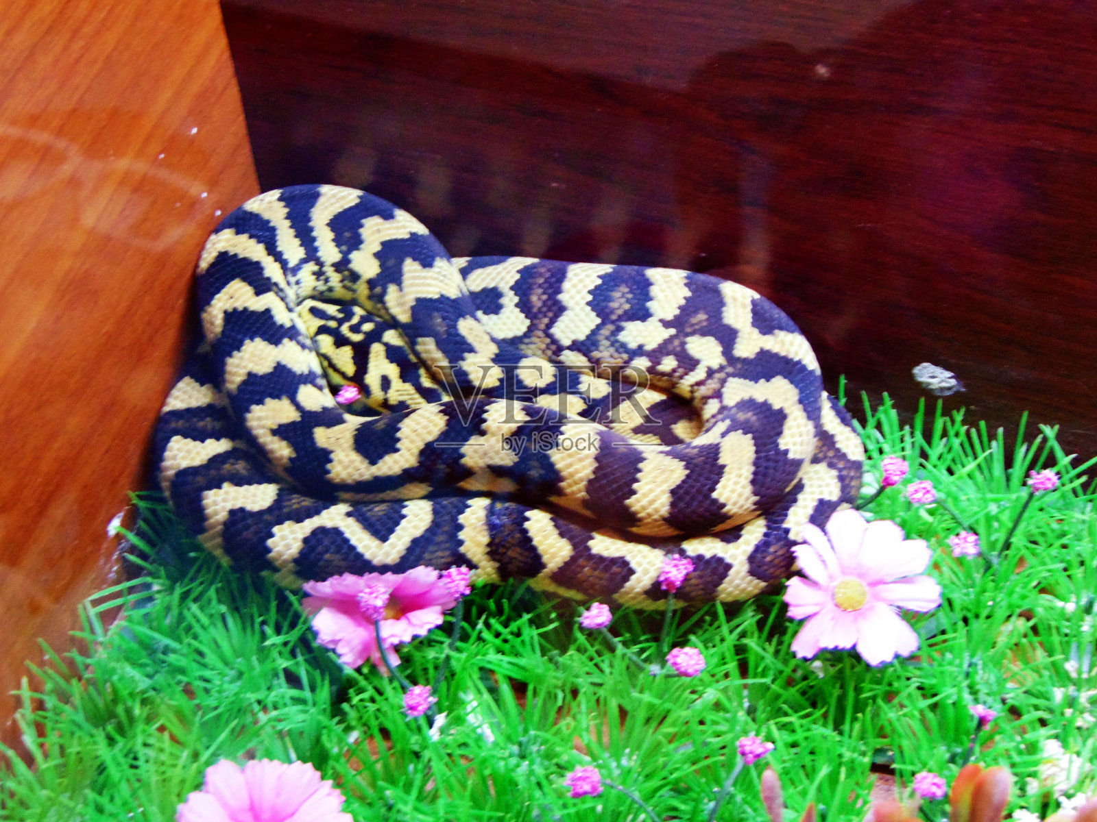 笼子里的蛇，爬行动物照片摄影图片