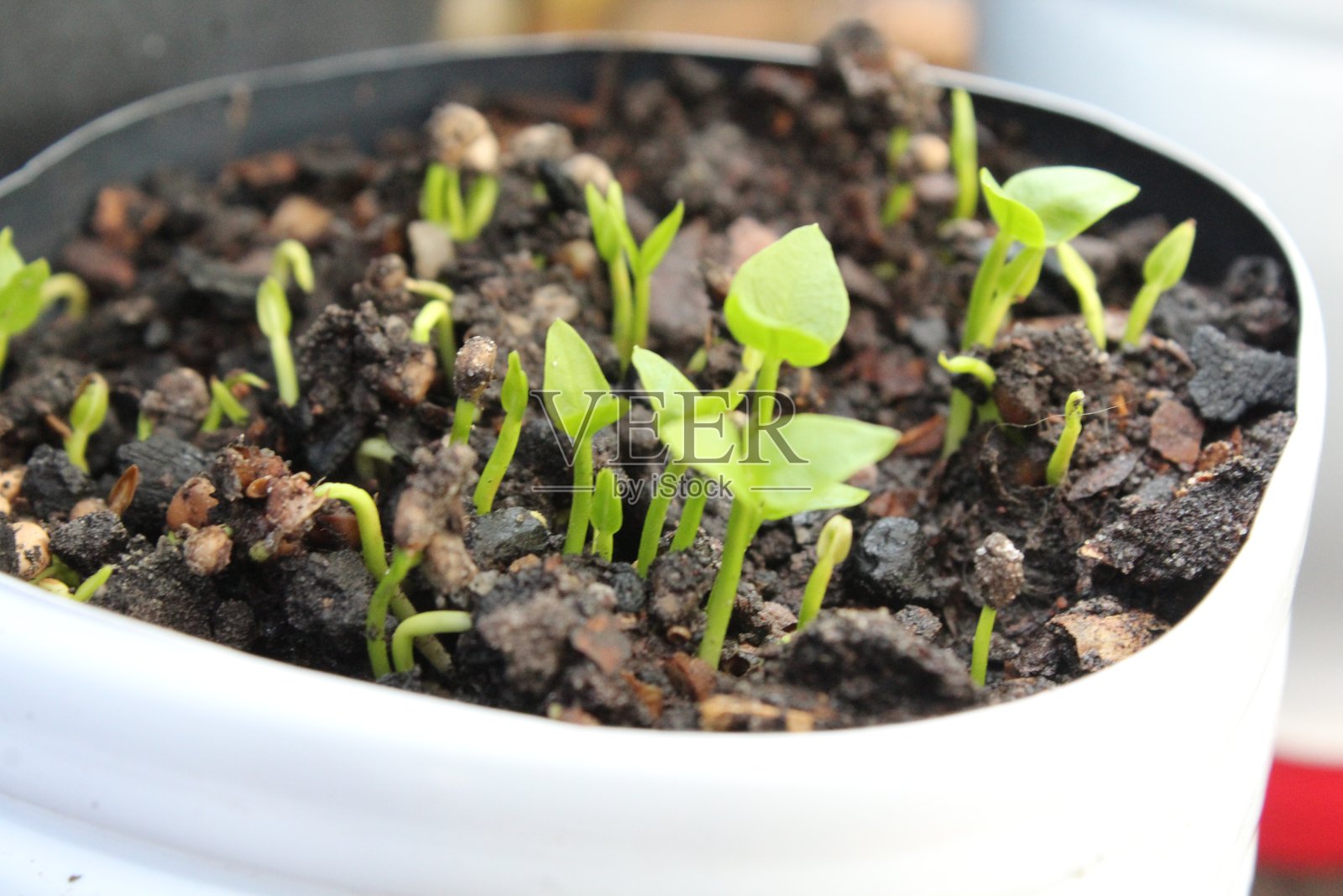 植物幼苗生长回收瓶照片摄影图片