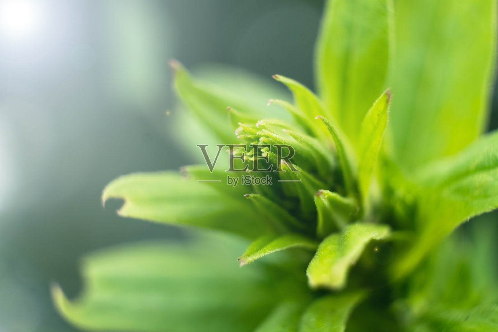 一棵绿色的植物在一个阳光明媚的夏天照片摄影图片