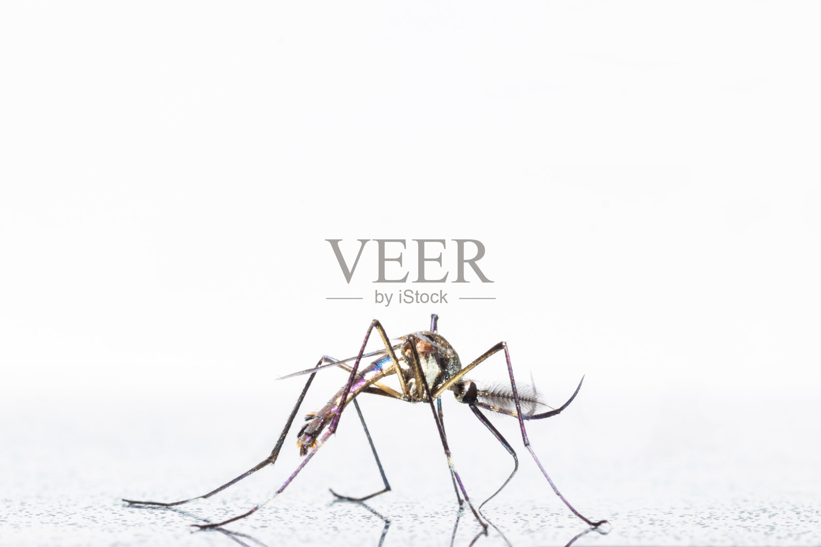 捕食性蚊子资料照片照片摄影图片