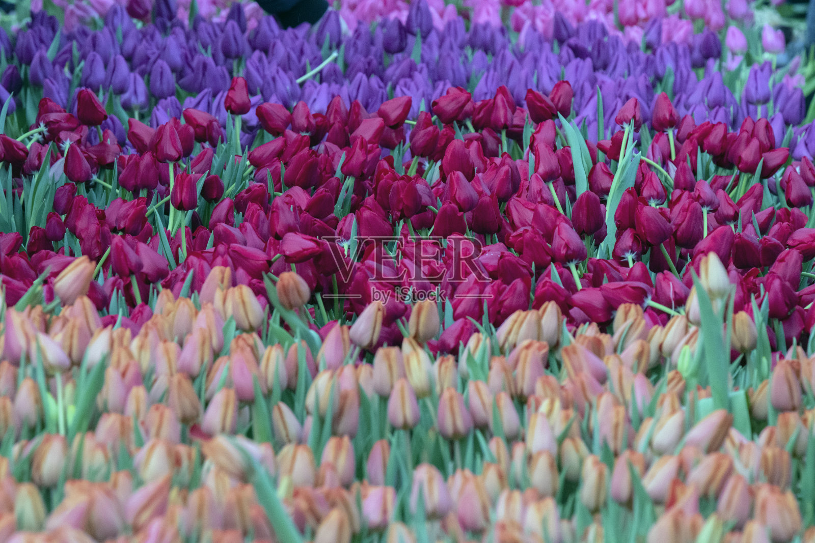 荷兰阿姆斯特丹大坝广场的国家郁金香日花坛照片摄影图片