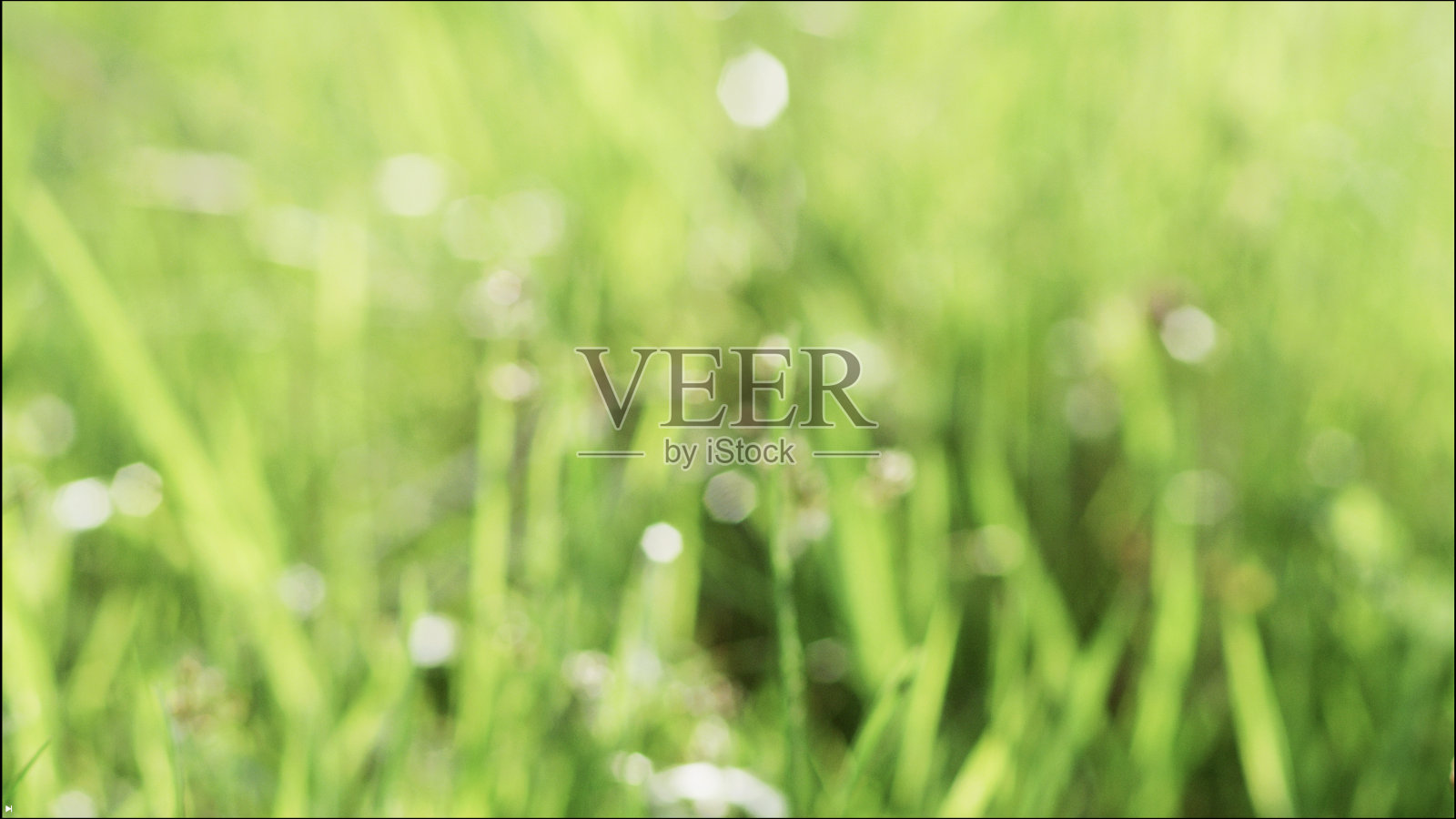 抽象的绿色背景与模糊的草被微风吹。照片摄影图片