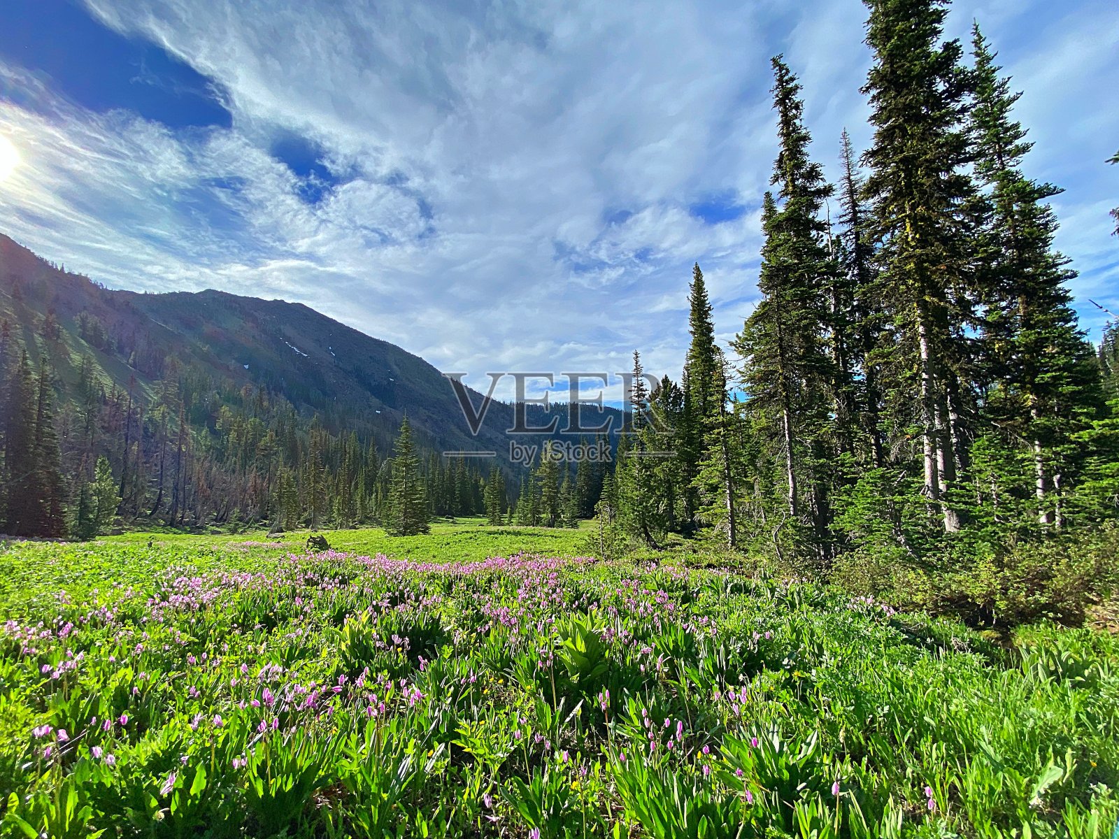 喀斯喀特山脉的野花照片摄影图片