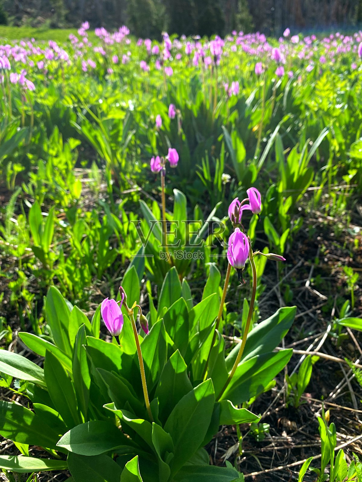 喀斯喀特山脉的野花照片摄影图片