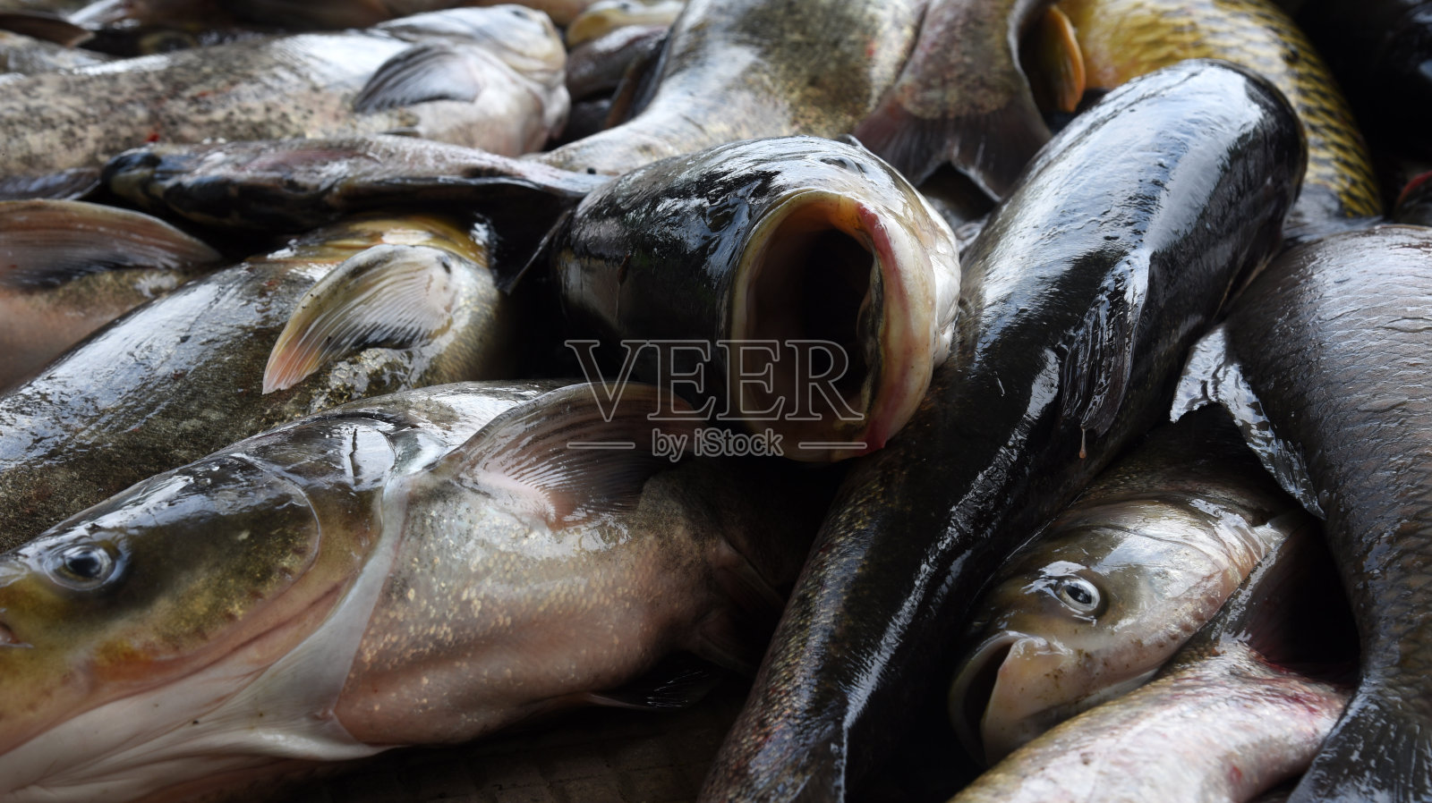 桩的鱼照片摄影图片