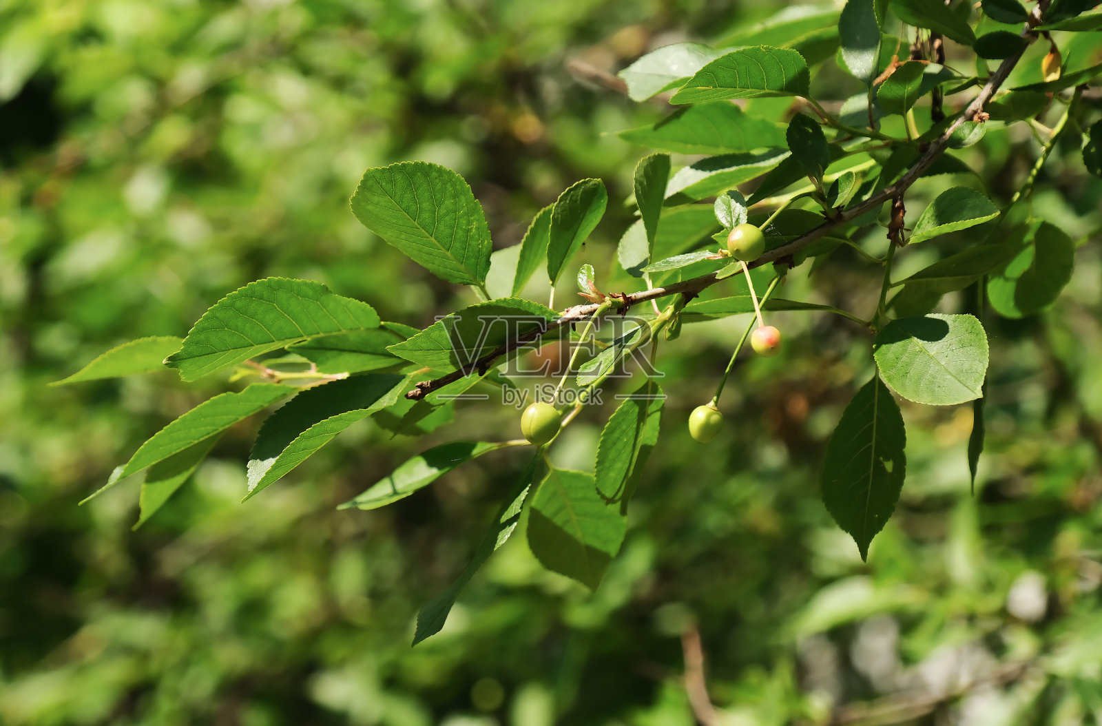 樱桃的绿色浆果照片摄影图片