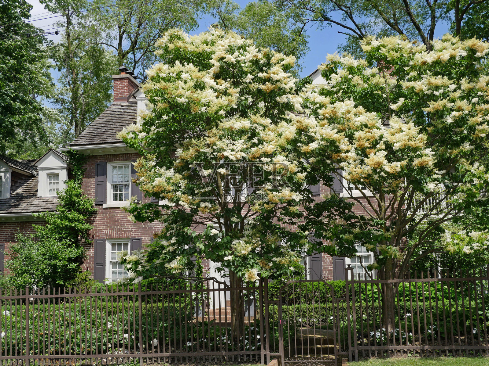 前面花园里有两棵盛开的菩提树照片摄影图片