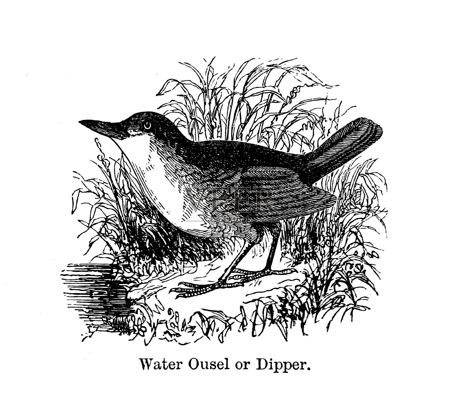 19世纪雕刻黑白;水鸟或斗鸟:1890年鸟类的历史插画图片素材