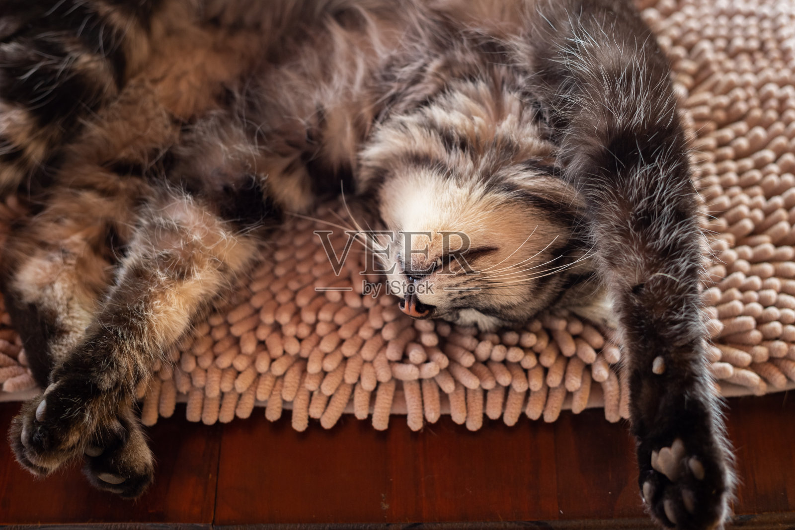 一只虎斑猫躺在地上。照片摄影图片