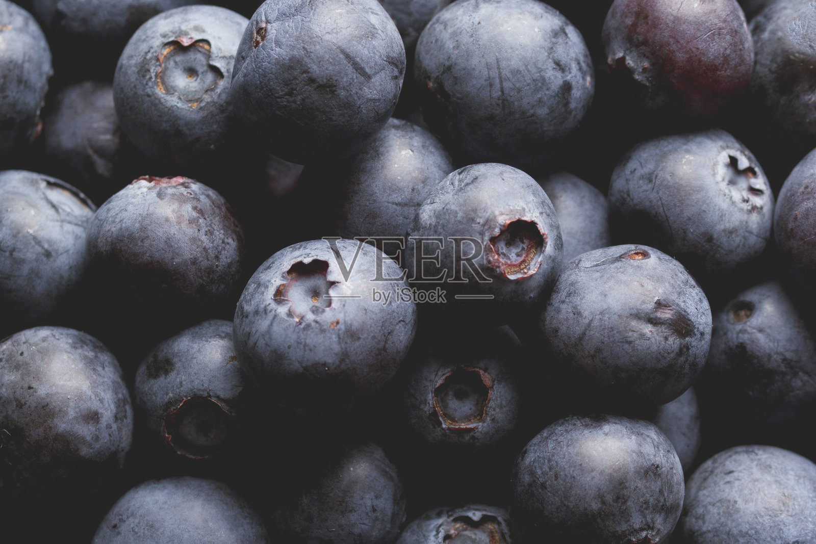 成熟蓝莓照片摄影图片