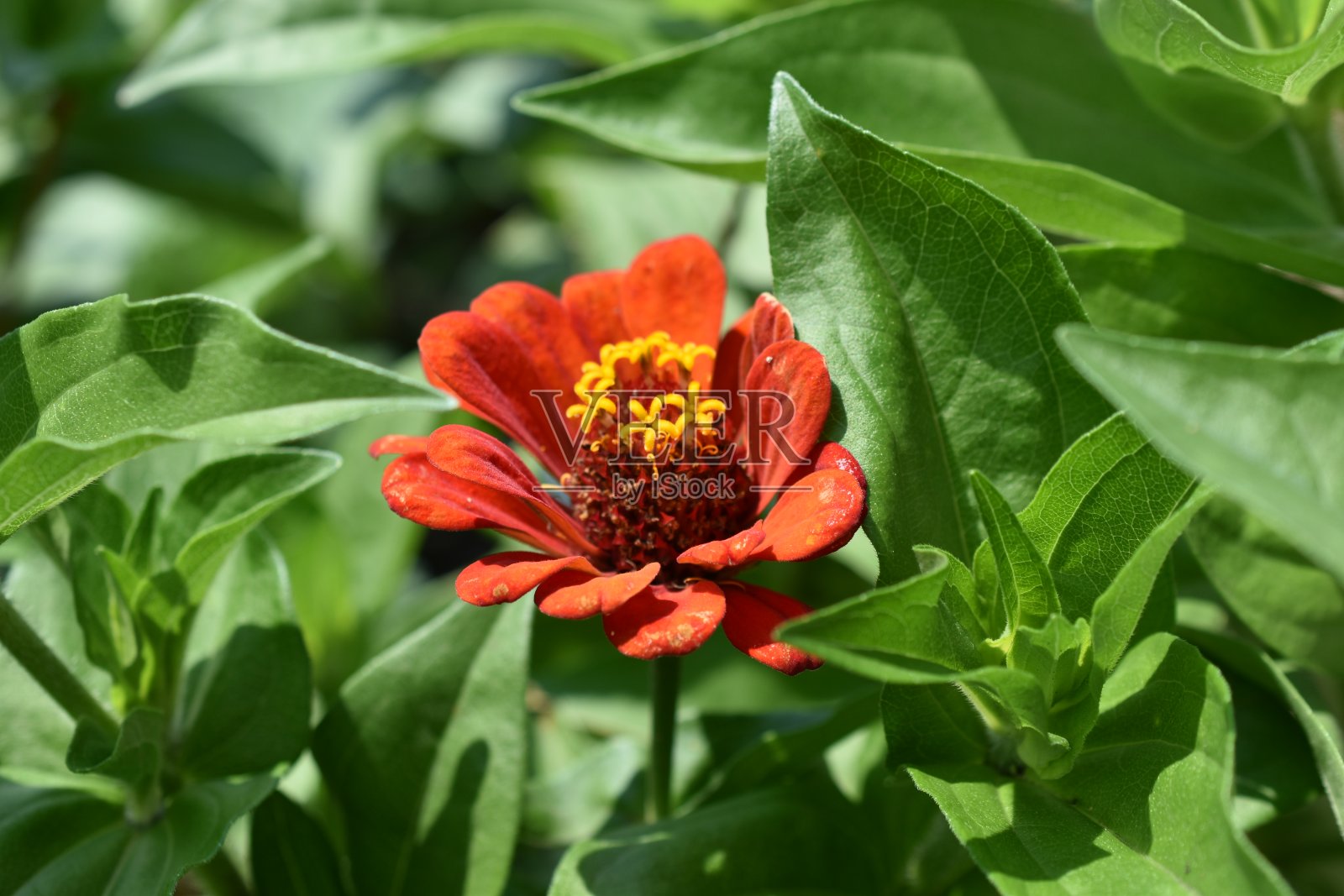 五彩缤纷的紫竹花从花园的一边与白竹照片摄影图片