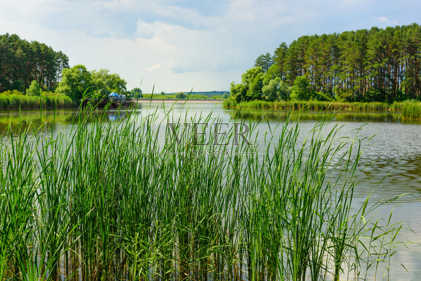 以河流和森林为背景的绿色芦苇照片摄影图片
