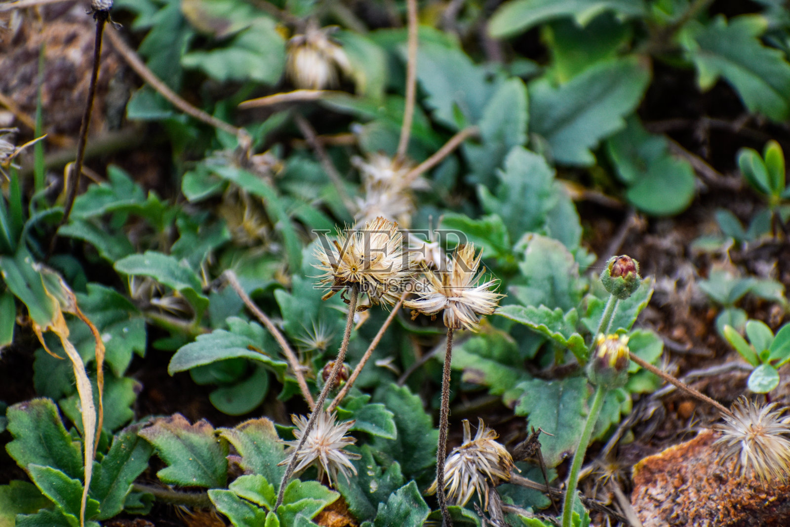 草的植物照片摄影图片