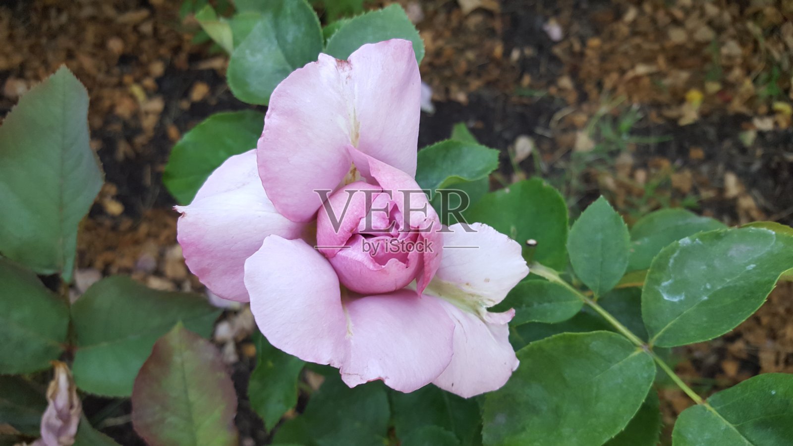 玫瑰在日落时分照片摄影图片