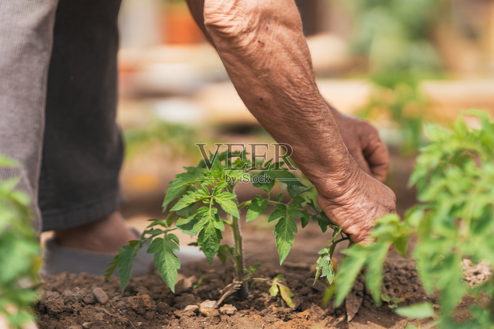 用手检查庄稼的人。有选择性的重点。照片摄影图片