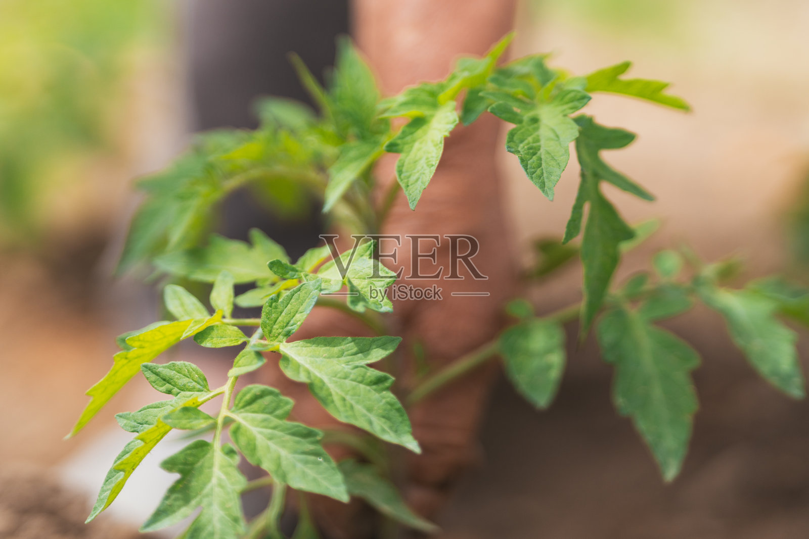 在果园中间的小植物的特写视图。有选择性的重点。照片摄影图片