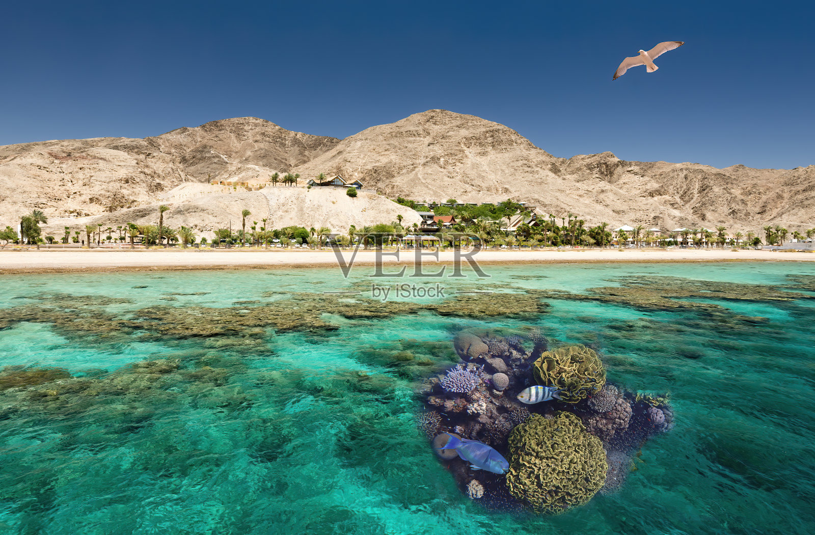 珊瑚礁是丰富的海洋生态系统，红海，中东照片摄影图片