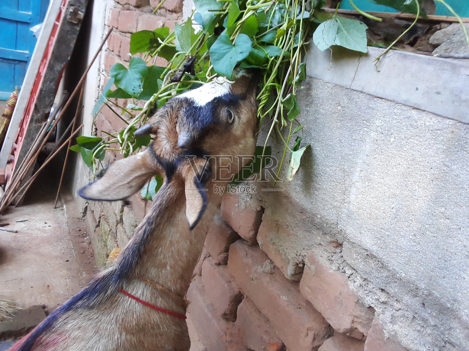 山羊在啃绿叶照片摄影图片