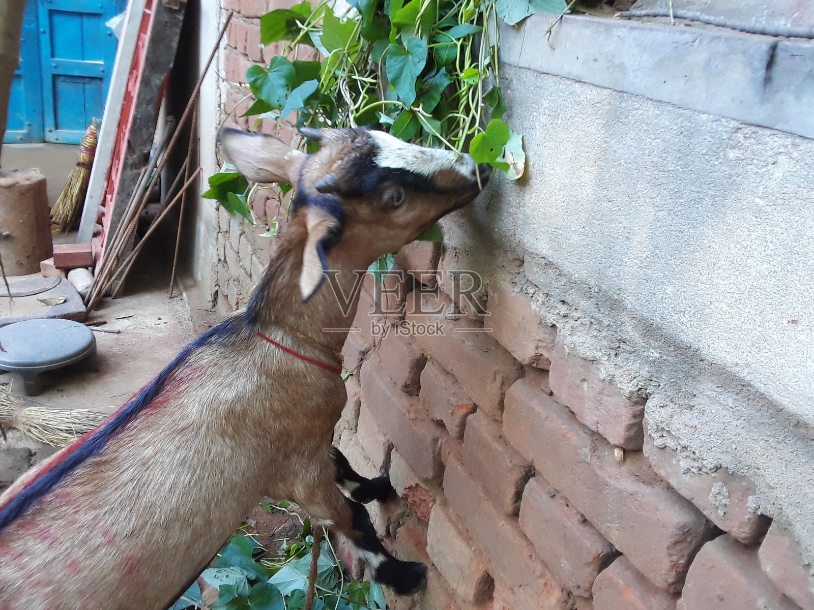 山羊在啃绿叶照片摄影图片