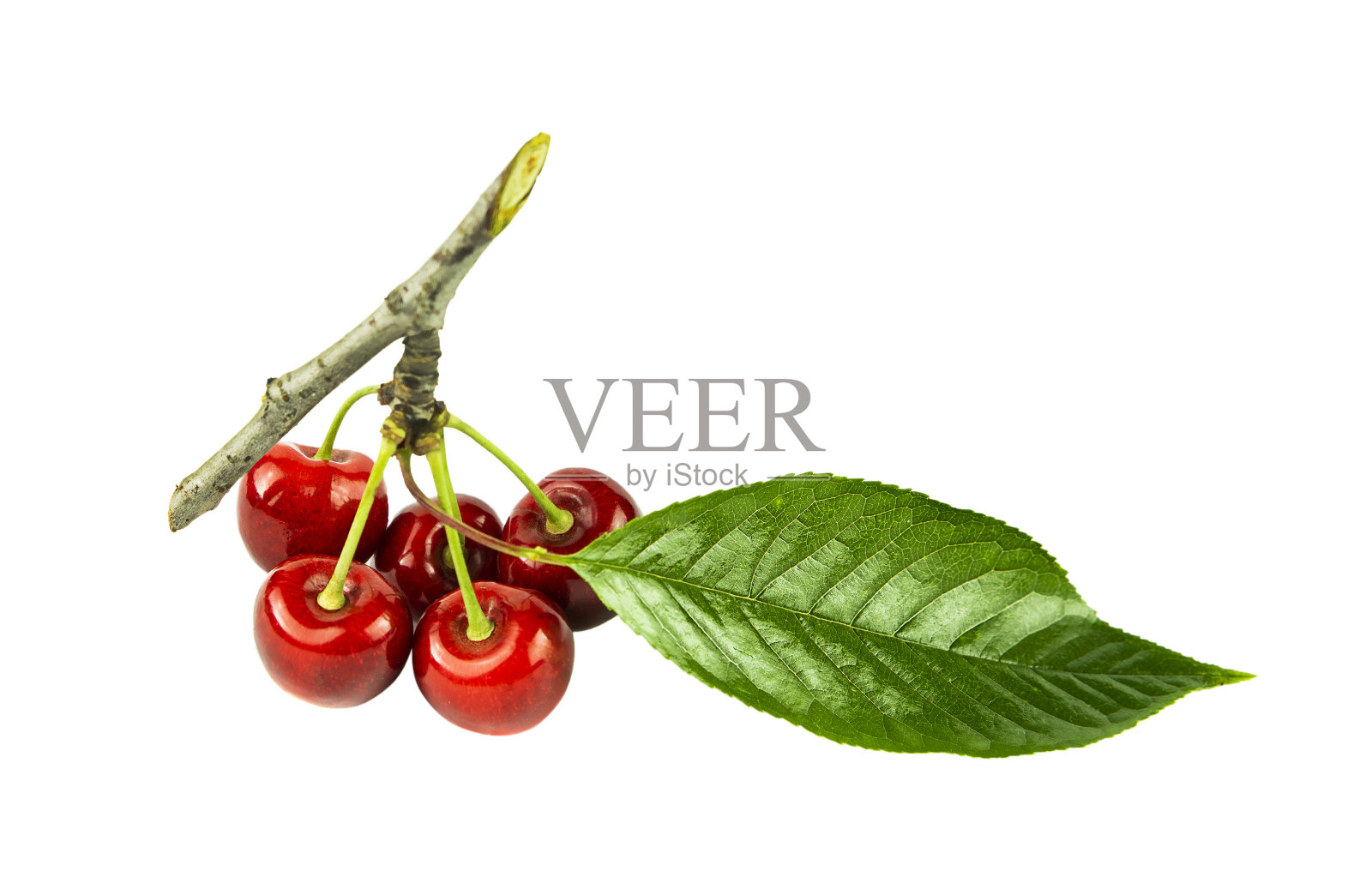 新鲜的甜樱桃浆果在一个树枝和绿色的叶子近距离孤立在一个白色的背景。照片摄影图片