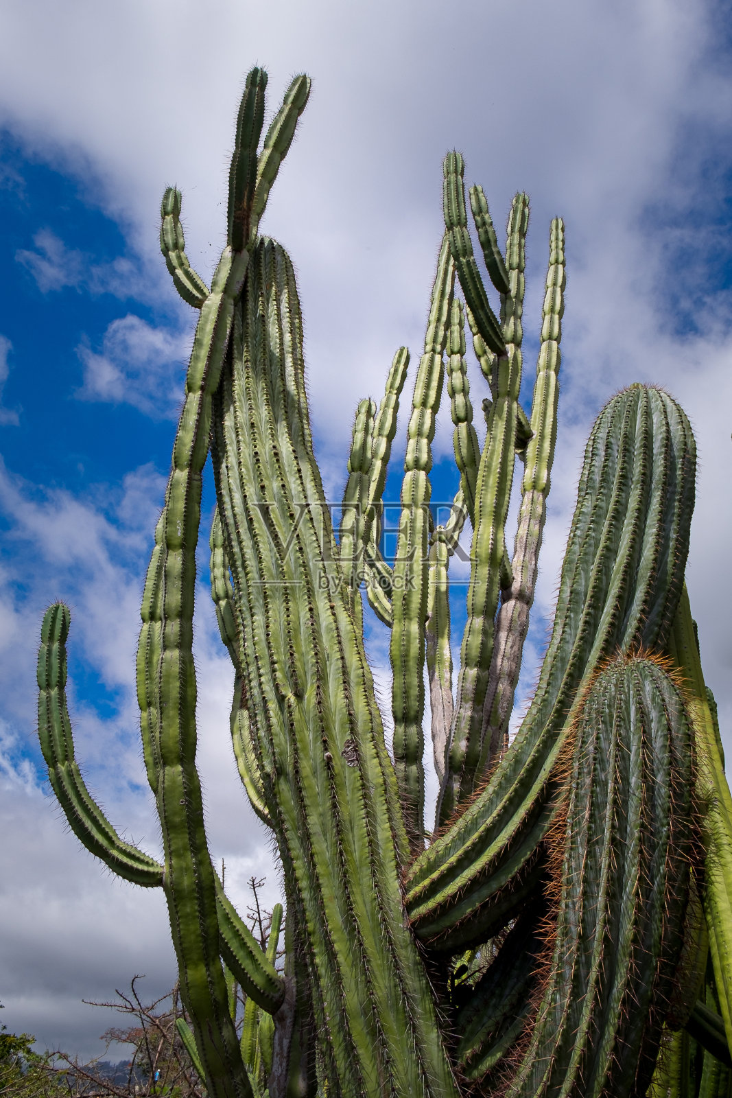 仙人掌照片摄影图片