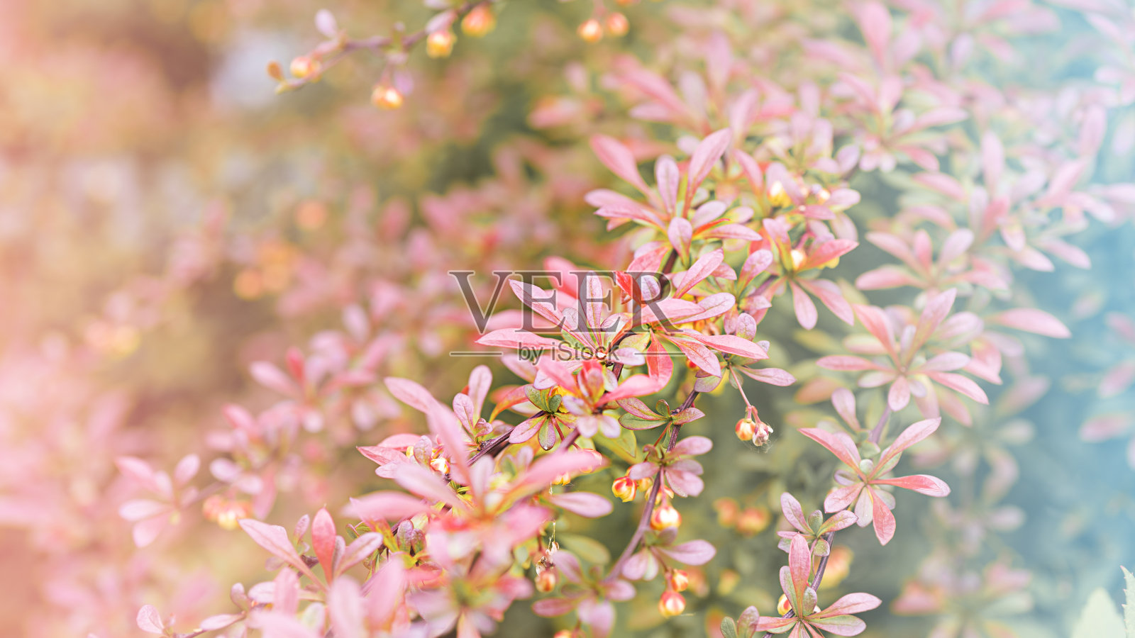 盛开的树的明信片照片摄影图片