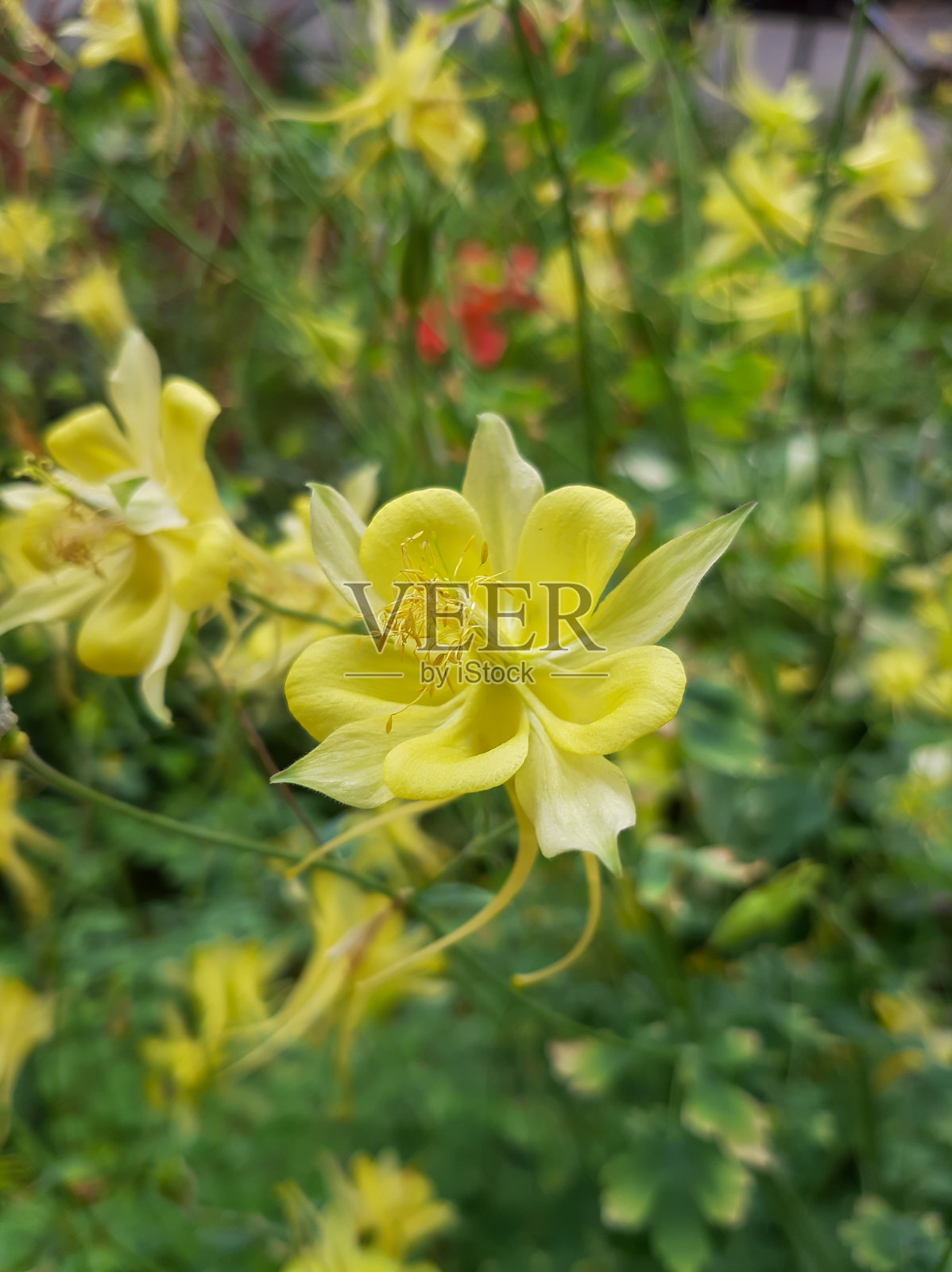 精致的耧斗菜。黄色的花照片摄影图片