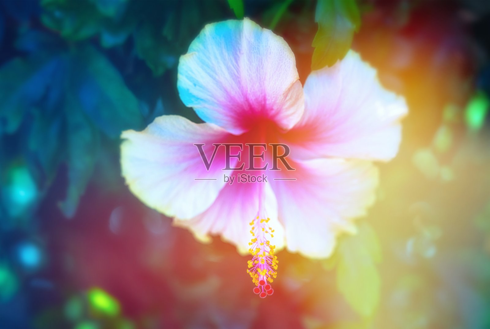 森林里美丽的芙蓉花照片摄影图片