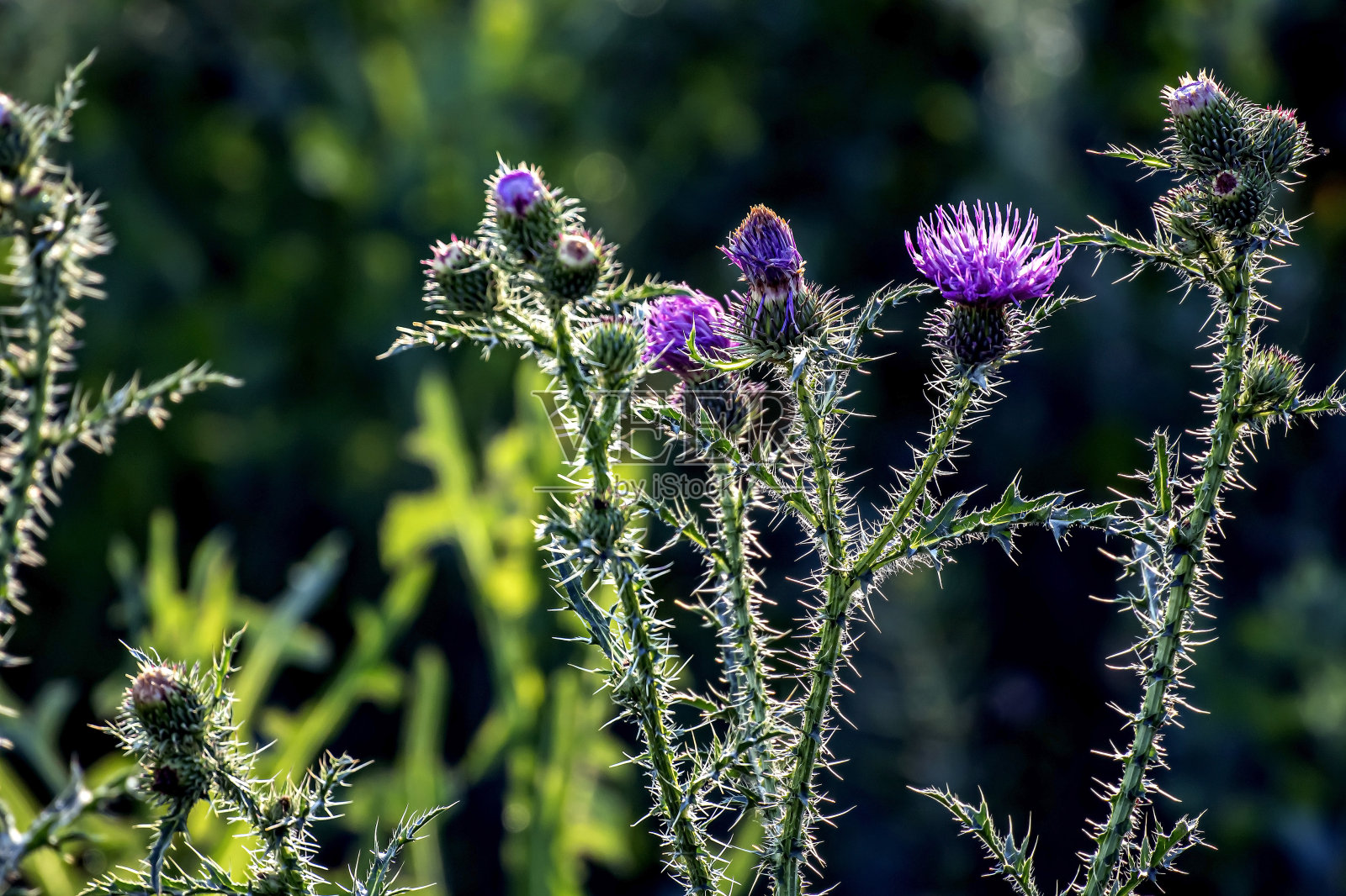 蓟花的紫色花朵在草地上盛开照片摄影图片
