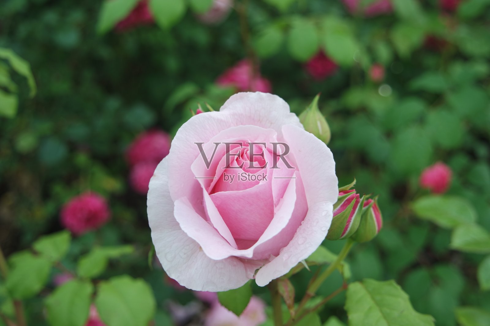 盛开的婴儿粉红玫瑰花照片摄影图片